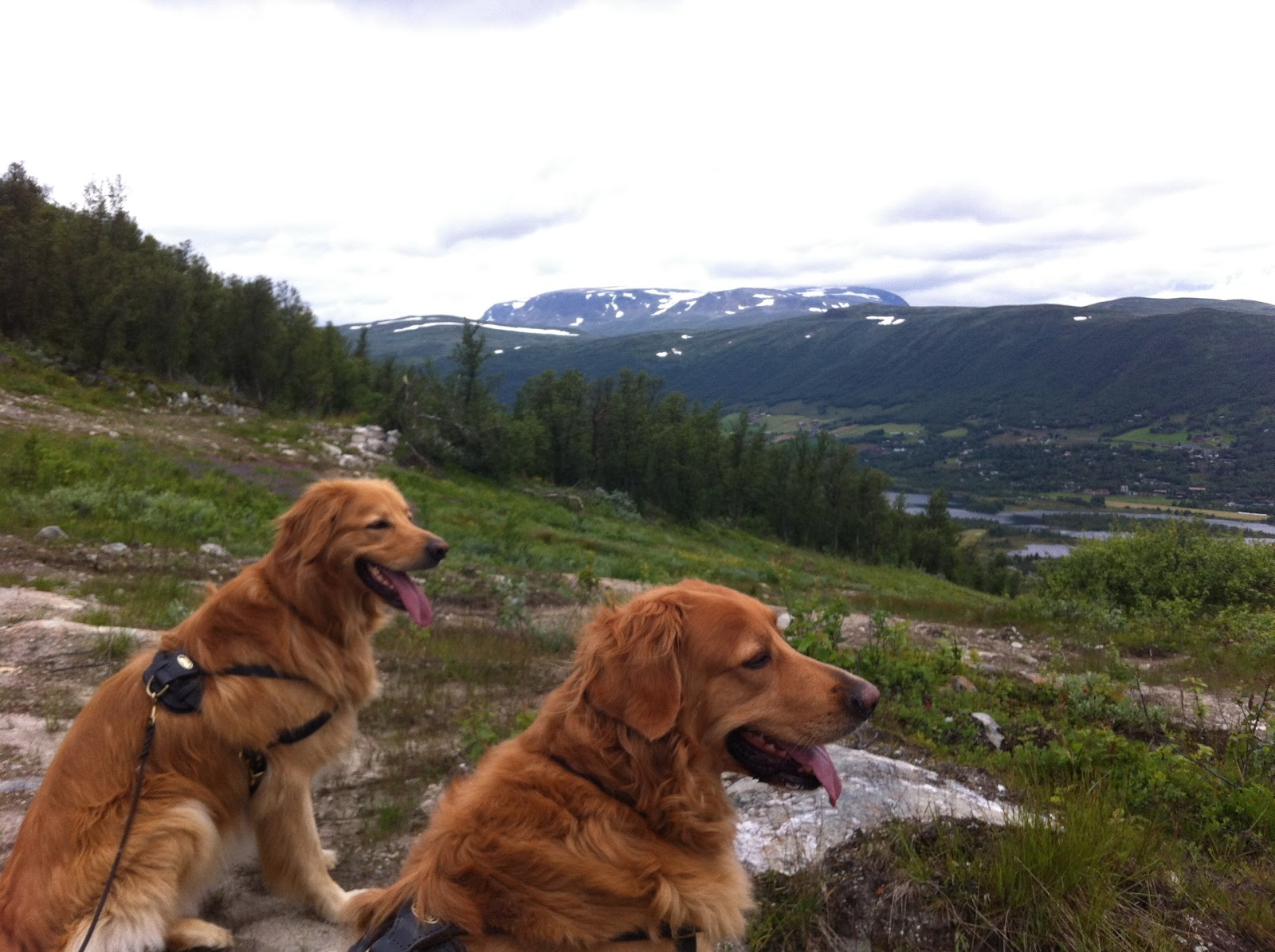 Traveling With A Reactive Dog? 6 Reasons To Visit Norway Kenzo the